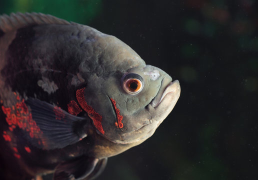 Astronotus ocellatus