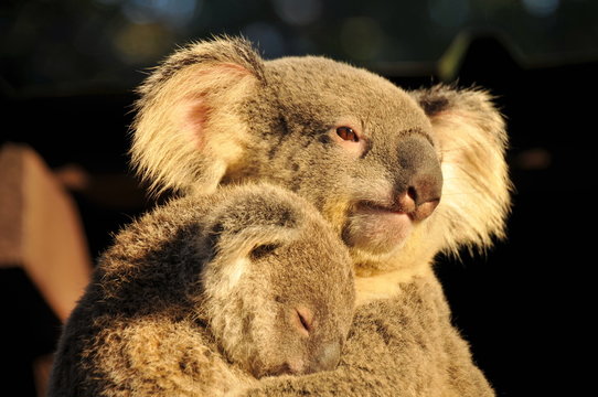 Koala is holding her sleeping joey