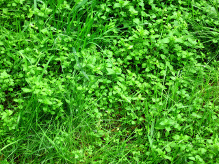 Green grass. Background. Russia.