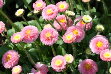 Fototapeta premium rosa blüten 6