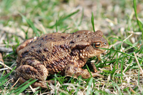 Brown frog in the grass - side view