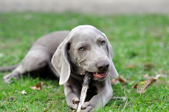 Beautiful grey puppy bitting a wooden stick