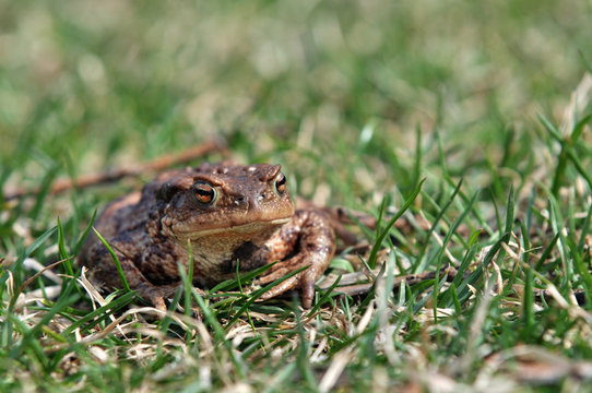 Brown frog in the grass
