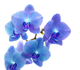 Orchidée bleue