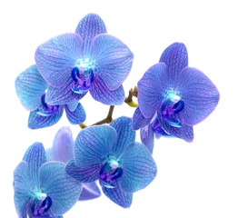 Papier Peint photo autocollant Orchidée Orchidée bleue