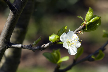 Plum tree