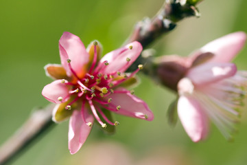 peach flower