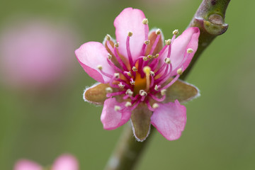 peach flower