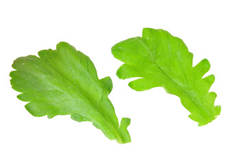 green vegetable leaf