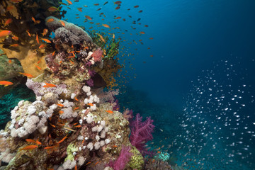 Fototapeta na wymiar Coral reef and reef fish in the Red Sea.