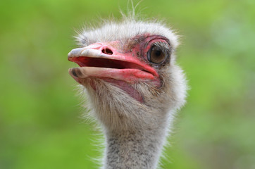 ostrich  head