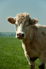 vache