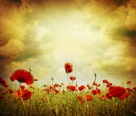 poppy red