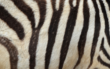 Fototapeta na wymiar Wzór skóry zebry