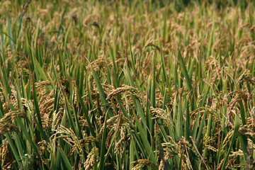Obraz premium rice scenery