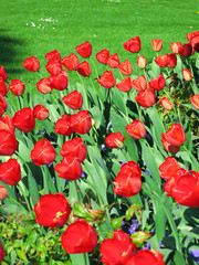 massif de tulipes rouges