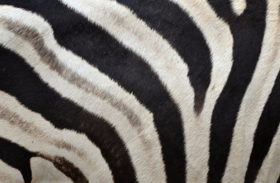 Pattern of a zebra skin