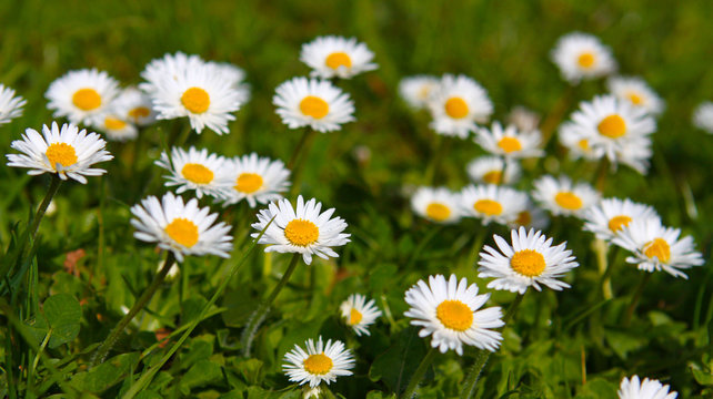 Margeriten