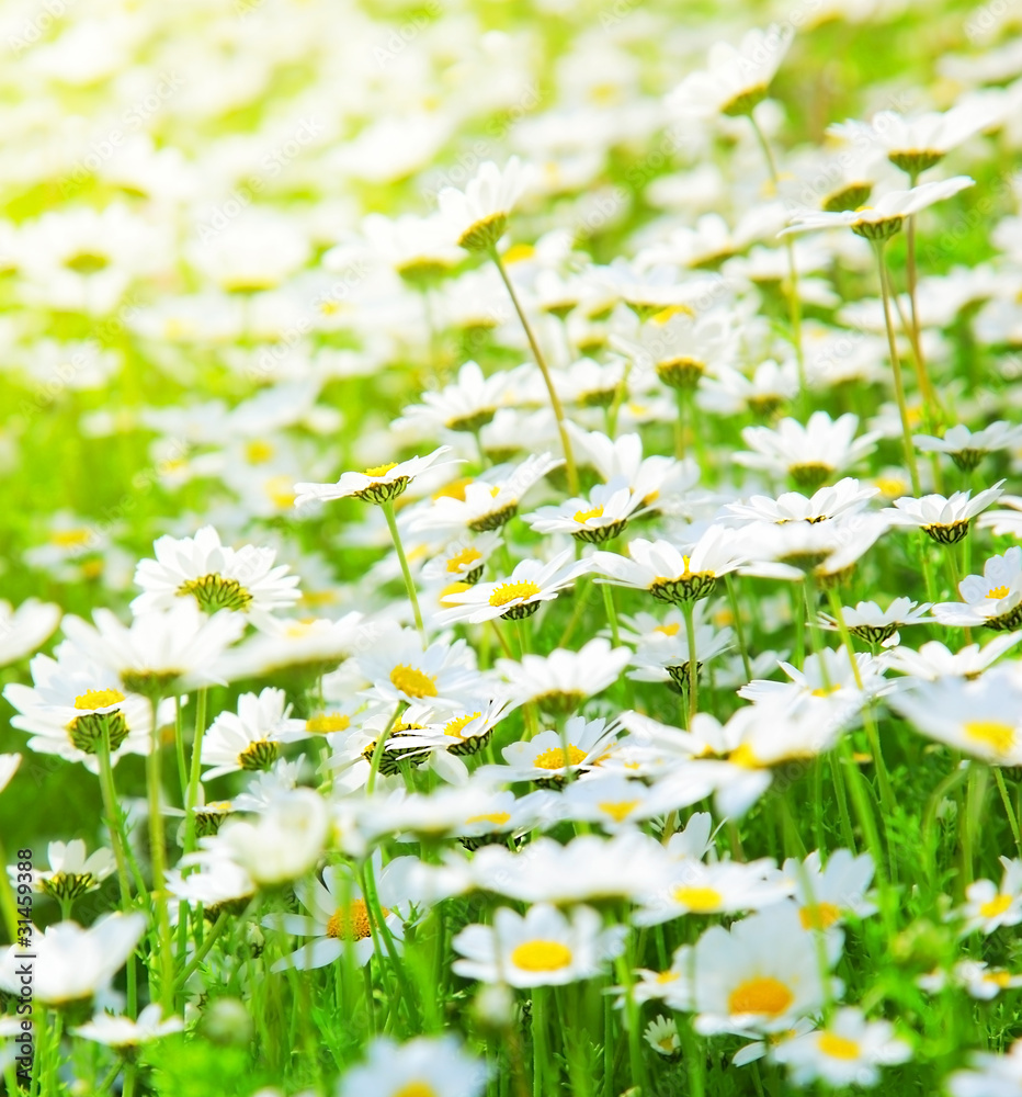 Poster Spring field of daisies