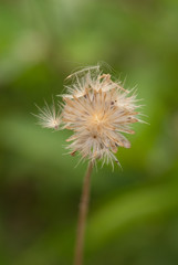 closeup of  grass flower