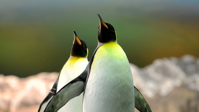 K&ouml;nigspinguine