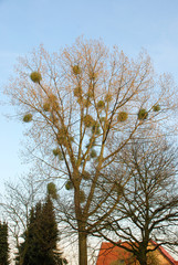 Misteln an einem Baum