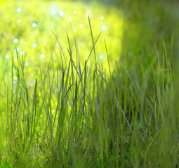 gräser im sonnenlicht