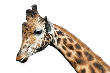 Détourage de la tête d'une girafe