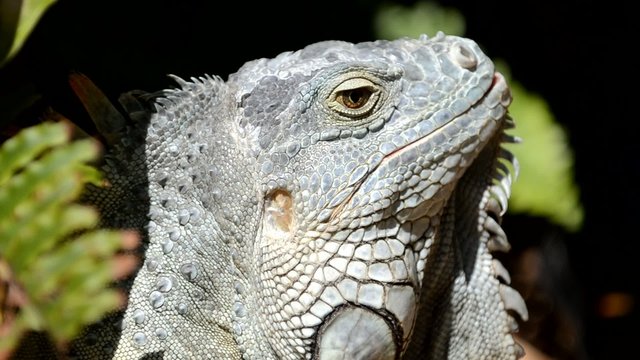 Leguan