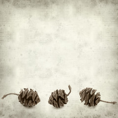 textured old paper background with cones of dawn redwood
