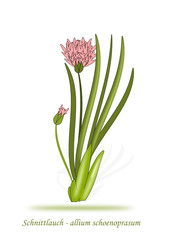 Schnittlauch Illustration
