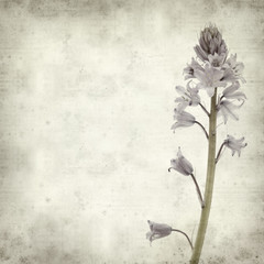 textured old paper background with bluebells (hyacinthoides)