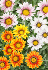 Fototapeta premium Colourful Gazania flowers
