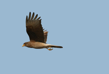 pajaro