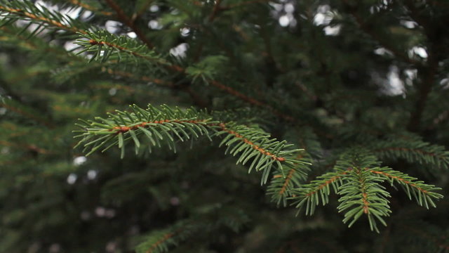 Green pine branch moving in the wind at twilight