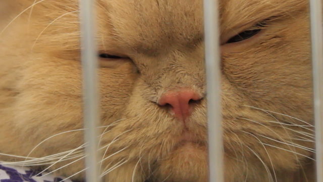Sleepy cat behind cage bars