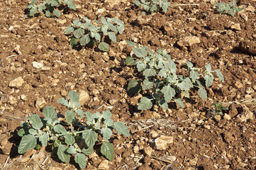 Cendia (Chrozophora tinctoria)