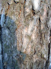 тескстура старой сосны(Pinus silvestris) © sasha84