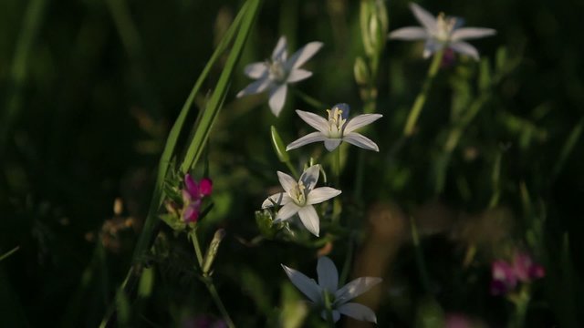 fleure