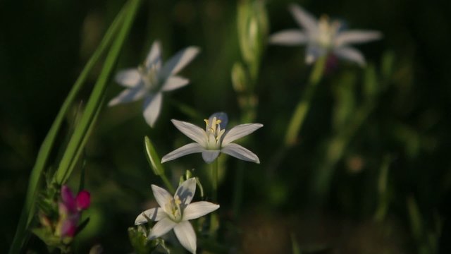 fleure