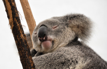 koala