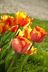 tulipes