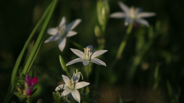fleure