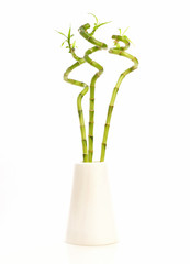 curved green plant - bamboo