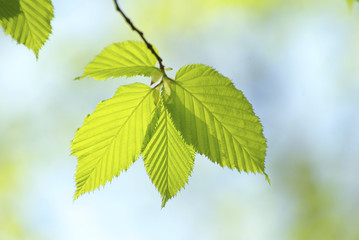 green leaves