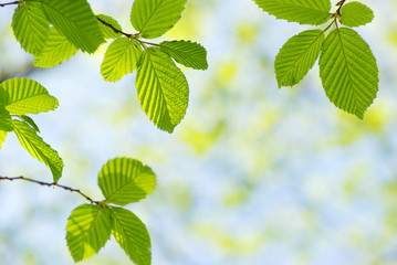 Fototapeta na wymiar green leaves