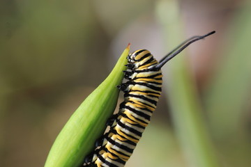 Monarch butterfly caterpillar