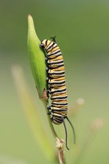 Monarch butterfly caterpillar