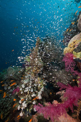 Naklejka na ściany i meble Coral reef and reef fish in the Red Sea.