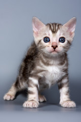Bengal kitten on grey background